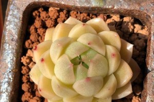 麦秆多肉养护指南（肉质饱满、颜值高的绿植佳品）