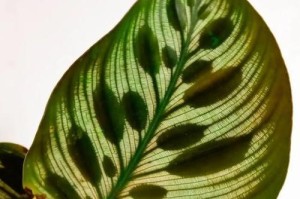 孔雀竹芋的种植和养护（了解其毒性，学会正确养护）