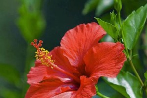 探寻扶桑花五彩斑斓的世界（探寻扶桑花五彩斑斓的世界）