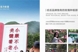 玫瑰种植时间与生长周期（从选种到开花，教你如何打造美丽的玫瑰园）