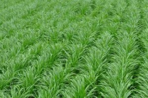 黑麦草种植的最佳时间（掌握黑麦草种植时机，助力高产高效）