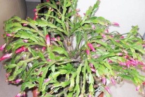 蟹爪兰开花季节及开花次数（了解蟹爪兰的生长规律，让你轻松驾驭家庭盆栽）