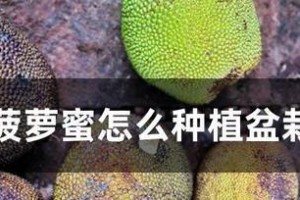 菠萝种子长什么样？（探究菠萝种子的外观特征及其重要性）