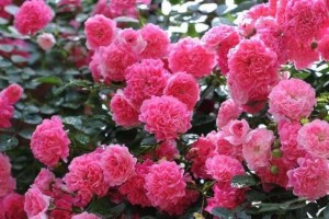 在家种蔷薇花，打造优美庭院（家居景观设计，让花香四溢）