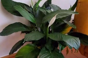 属蛇房间的植物选择（打造属蛇人的理想之地）