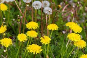 蒲公英种植全攻略（从选种到养护，一文教你轻松打造蒲公英花园）
