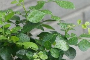 如何养护九里香才能让它开花？（打造花香四溢的生活环境，九里香养护攻略！）