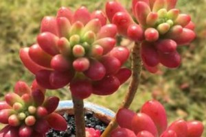 虹之玉锦养殖全指南（了解虹之玉锦的养殖方法和注意事项）