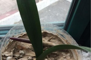 板结土的植物选择与管理（以适应性强和喜盐植物为主）