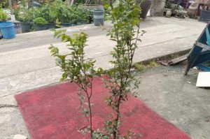 嘉宝果几年结果实，迎来丰收（嘉宝果）