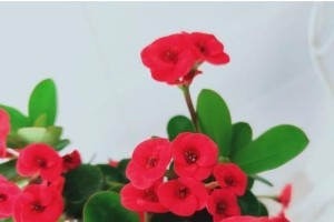 刺梅换盆必备知识（如何正确更换刺梅盆土？）