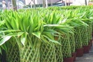 如何选种富贵竹？（富贵竹适合什么土壤种植。）