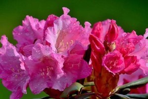 如何选择最适合的杜鹃花品种？