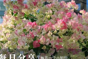 三角梅冻蔫了该如何挽救？（探索三角梅冻蔫原因与有效的抢救方法）