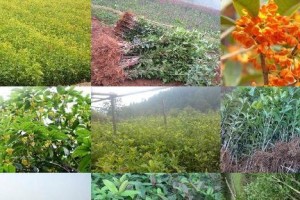 如何科学浇水养菠萝蜜？（每周浇一次水，关键是掌握好浇水量）