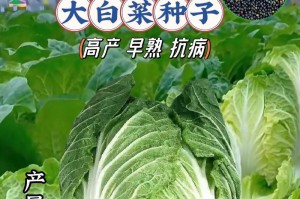 奶白菜能否生吃？解析其营养价值和食用注意事项（奶白菜生吃的正确方式及其好处，生吃前需注意什么）