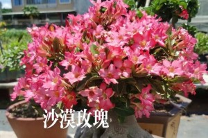 以沙漠将军怎么养？（培养养育一位出色的沙漠将军的秘诀）