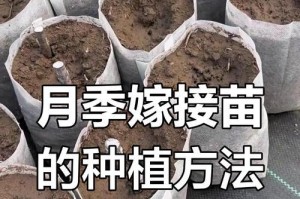 月季苗种植指南（从选购到养护，让你轻松种植美丽的月季花）
