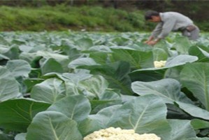 种植花菜的最佳时间（选择正确的季节，打造丰收的花菜田园）