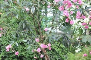 夹竹桃生长太慢的原因及对策（解决夹竹桃生长缓慢的关键在于科学管理和适宜的环境条件）