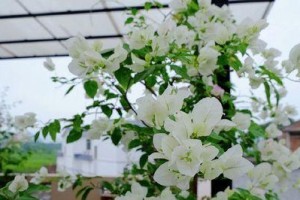 探秘口红三角梅的花语和魅力（了解它的开花期和繁殖方法）