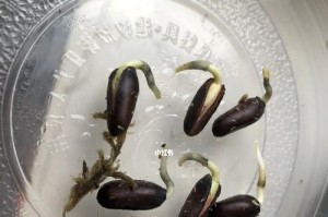 腊梅种子的最佳播种时间（春季是腊梅种子的理想播种时间）