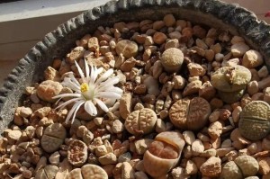 生石花开花周期秘密解析（探究生石花开花的时间与条件）