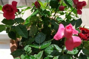 阿司匹林适合养什么花？——从抗病角度探究（选择合适的花种，让阿司匹林发挥最大作用）