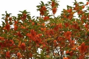 探究桂花树品种多少种类繁多（从观赏、食用、药用等方面探讨桂花树品种）