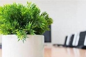 冰箱上的植物（打造清新空气、增添生气的家居环境）