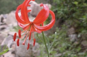 如何繁殖山丹丹花（掌握关键技巧，轻松培育山丹丹花）