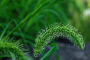 狗吃草的奥秘（不同品种的狗喜欢吃哪种草？吃草对狗的身体有什么好处？）