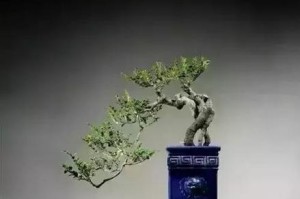 如何选择悬崖盆景的最佳盆栽（挑选盆栽的要点和技巧）