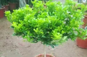种米兰花（如何选择适合米兰花生长的盆，提高养护成功率）