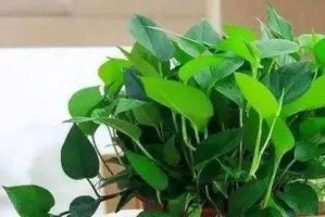 绿萝——一个能够长寿的宠物植物（从环境、养护到寿命，全面了解绿萝）