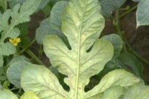 苦瓜黄叶病治疗方法探究（药物治疗是最有效的解决方案）