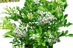 了解九里香的生长特点，助力高效养殖（了解九里香的生长特点，助力高效养殖）