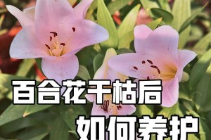 如何养护盆栽百合开花（百合盆栽的养护技巧与注意事项）
