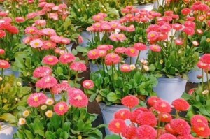 冬天养护小雏菊的秘籍（关于冬季小雏菊的养护技巧及注意事项）