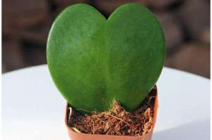 探秘藤本植物的世界（发现神奇的攀爬植物之美）