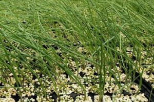 大葱种子种植方法（从选种到收获，打造丰收的大葱园）