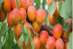 北方杏树种植时间选择及注意事项