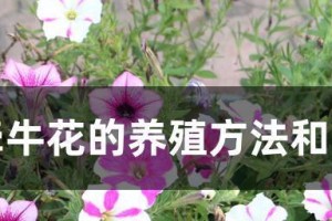 牵牛花的生长环境条件及特点（探究牵牛花的生命力与美丽）