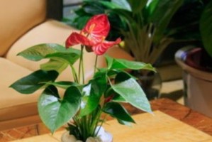 水培红掌养护全攻略（从栽培到日常细节，让红掌活得更长久！）