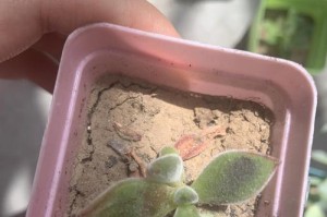 多肉叶子开裂怎么办？（解决多肉植物叶子开裂的方法和技巧）