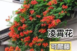 凌霄花的花期和开花次数（探究凌霄花开花的时间和频率）