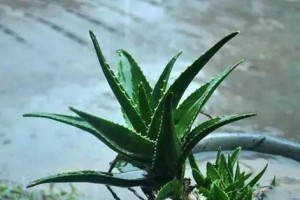 正确的花卉浇水时间和方法（保护您的花卉健康生长）