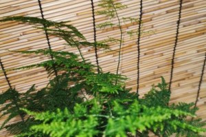 解密文竹真正的身份（揭开文竹“木本植物”身份的秘密，认识文竹的真面目）