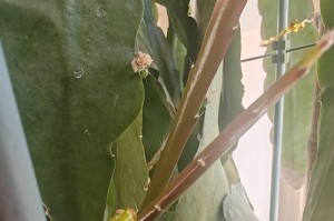 蟹爪兰软软（揭开蟹爪兰软软的独特魅力）