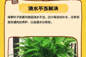 绿萝为何会发黄？（解析绿萝发黄的原因以及应对方法）